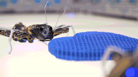 移动电源|德国“仿生狂魔”又出机器人新品了，这次又是什么动物？