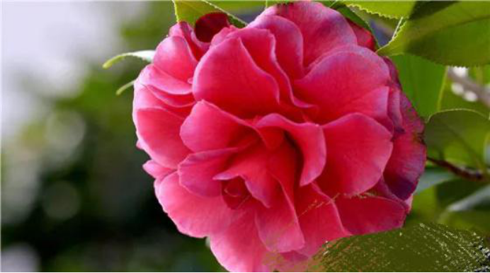 处女座|七月底桃花滔滔，梦想成真，三星座和好如初，往后余生义无反顾