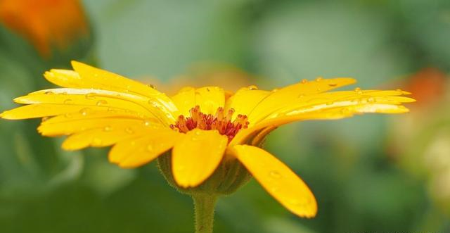 桃花朵朵开|10月开始，姻缘上上签，桃花朵朵开，喜结良缘喜脱单的四大生肖