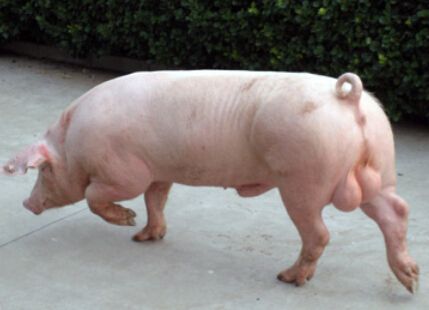 运势|8月桃花运势井喷，月老牵线，这4大生肖收获福缘，注定脱单！