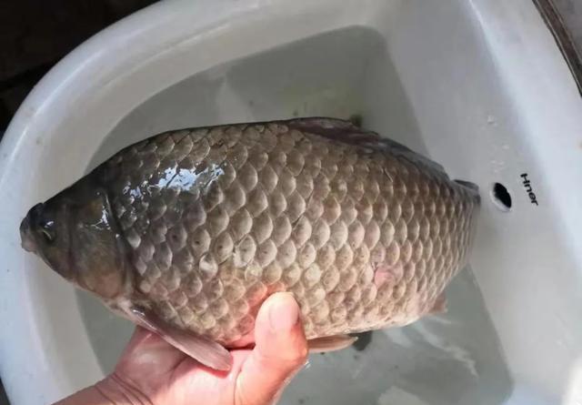 鲫鱼|拿养殖鱼冒充野生鱼卖高价，这样的钓鱼人我真看不起---皇禾渔具