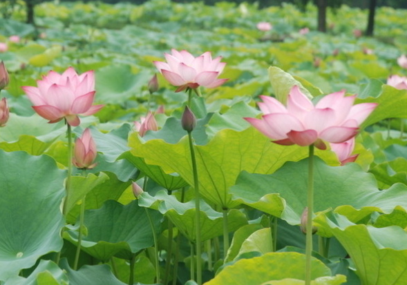 运势|未来两个月，4属相大喜临门，吉星关照，喜事多见，事业顺财运旺