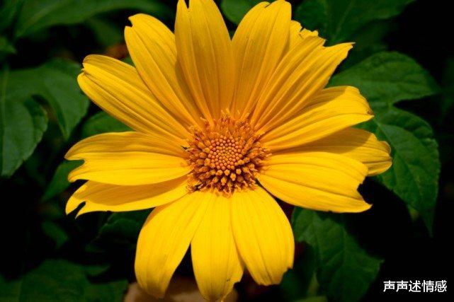 「生肖」未来一个月内，上有贵人，下有良缘，时来运转收获爱情的四大生肖