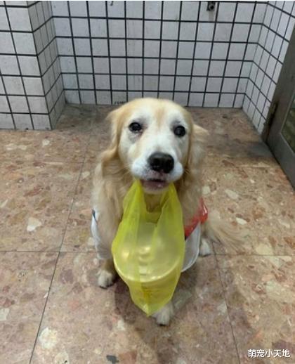 蚊子停在汪女儿头上，爸犹豫5秒一巴掌打下去，悲惨结局上人笑喷