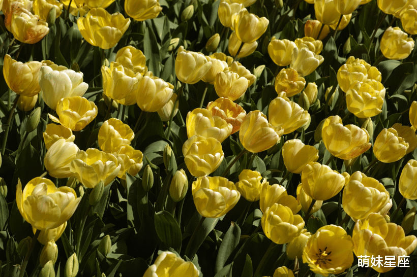 天蝎座|11月中旬，桃花盛放，兜兜转转遇真爱的四大星座，好事不怕晚！