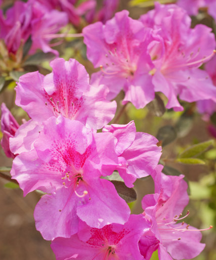 运势|未来7天，运势大旺特旺，4属相吉星当头，福贵双全，大吉大利