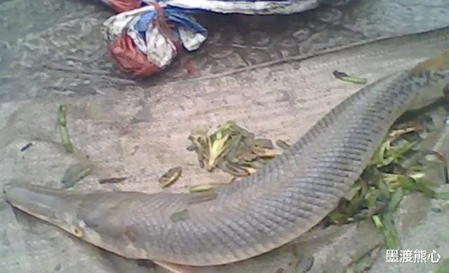 『』“淡水杀手”雀鳝:体长1米多、能生200多万鱼崽,被我国视作危险