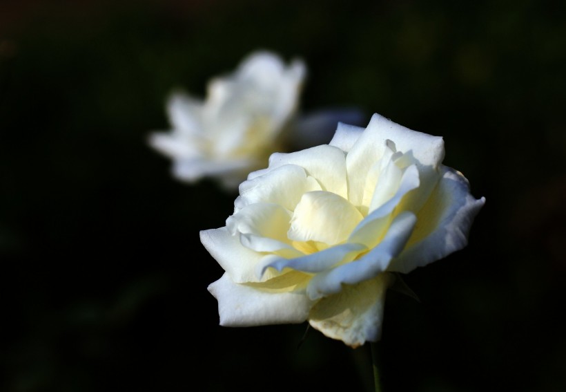 旧爱|10月上旬起，旧爱难忘，复合有意，续写前缘，真情重现的4大星座