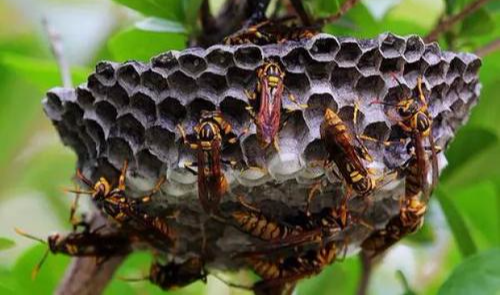 毒液：蜇人的马蜂，你对它的了解有多少？