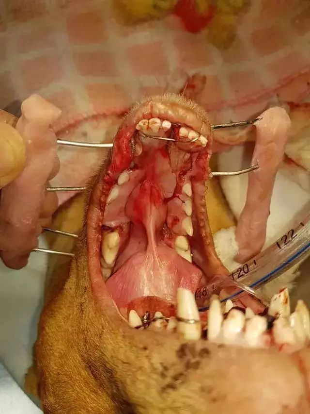 为了取乐，几个孩子竟将点燃的炮竹塞到了流浪狗的嘴里！