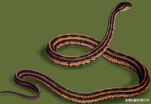 @看一下这些漂亮又无毒的蛇类，下次看到他们不要害怕啦