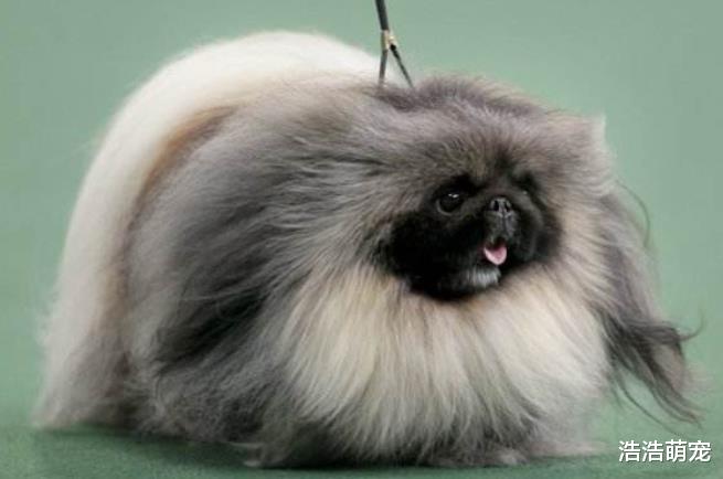 古代贵族会饲养哪种狗？这5种是他们的最爱，你对哪个感兴趣