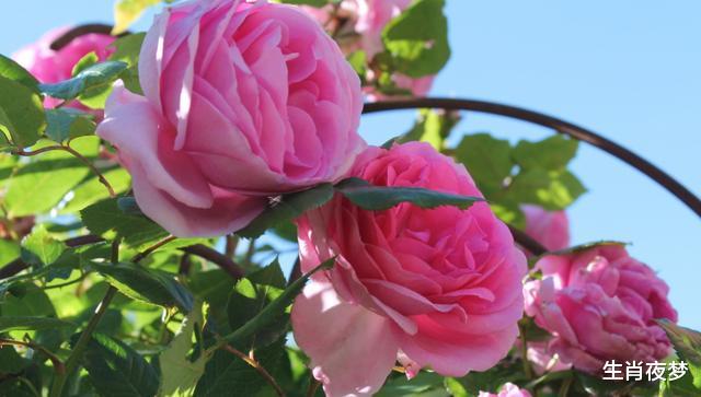 『十二星座』4月底，深情不改，旧情人回首，3生肖热泪盈眶，再次爱得轰轰烈烈