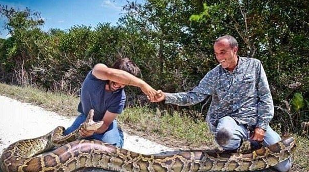 蟒蛇|世界上最大的蛇 《狂蟒之灾》里的蟒蛇都只能占第二
