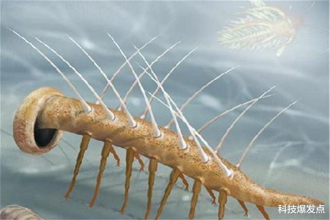 科学家|俄罗斯科学家发现神秘生物，被怀疑是外星生命，这不是猪鼻子吗？