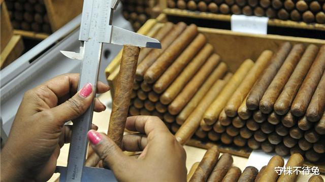 「鲨鱼」10个冷知识：大部分雄性高等动物，排泄和生殖共用一个器官