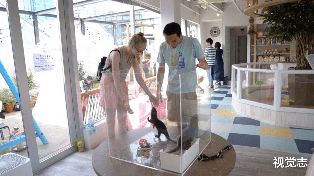 视觉志|一个被逼死的网红 。