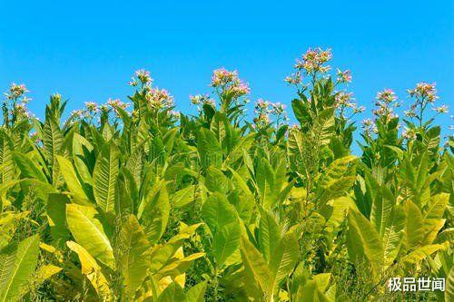 『』世界上杀人最多的3种植物，每年有近500万人被害，植物杀手