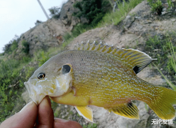 太阳鱼：并不是所有鱼都要“留大放小”，钓到这几种鱼，再小也别放回去