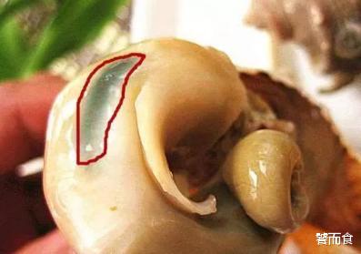 |海螺的尾巴是“黄”还是“屎”？不知道别乱吃，会被“笑话”的
