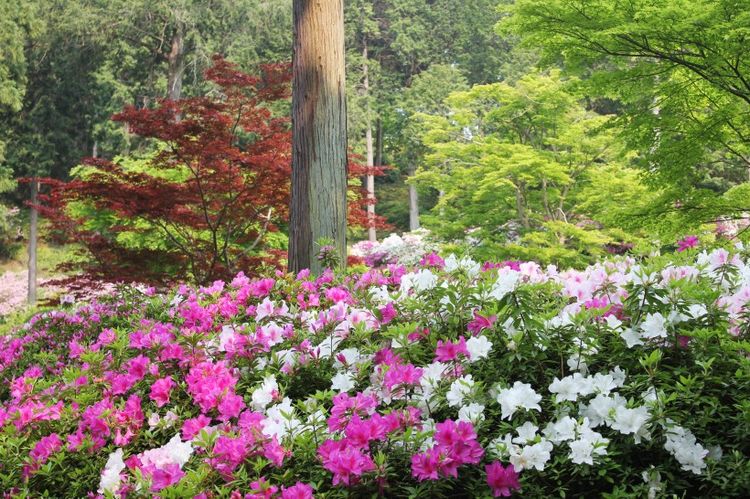 |八月下旬，情路顺遂，如鱼得水，携手真爱，琴瑟和鸣的四大星座