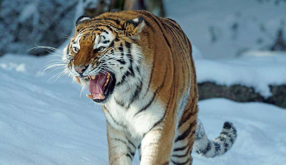 「恐龙」如果把最强壮的东北虎送到侏罗纪时代，它能够活多久？