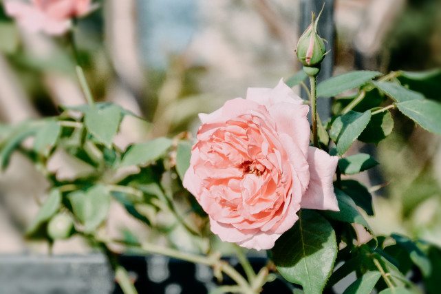 金牛座|农历九月起，3生肖顺利走好远，烦恼变少喜事增多，升官也发财！
