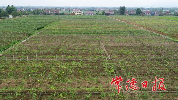 尚一网|常德丁玲故里的美丽蝶变