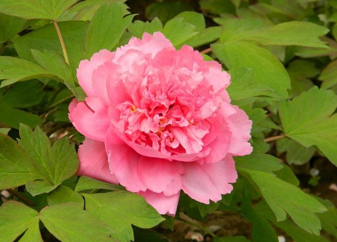 属狗|属狗人:8月起家庭将有“地动山摇”的大喜事,不是迷信!