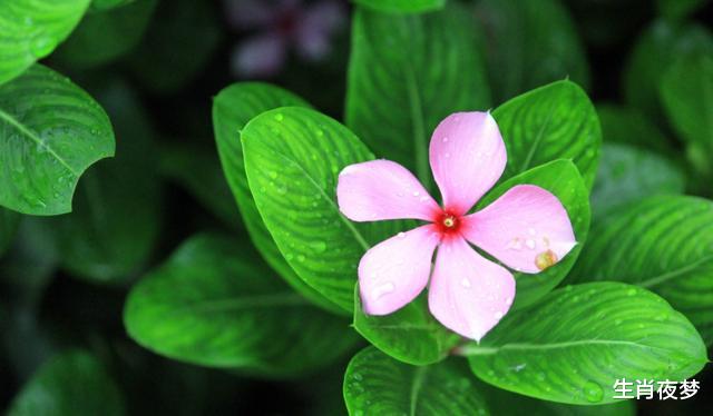 「生肖」4月，用情至深，真心难忘，3生肖追回旧情人，缔结同心，恩爱不散