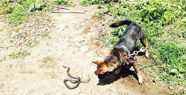 「雄黄酒」夜钓怎么才能不怕蛇咬?