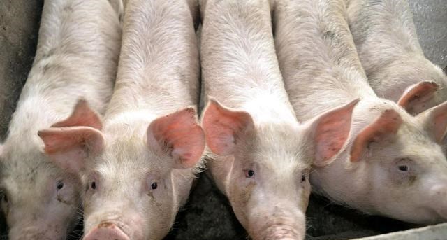 生猪价格：5月1日开始，抓仔猪喂养能赚钱吗？
