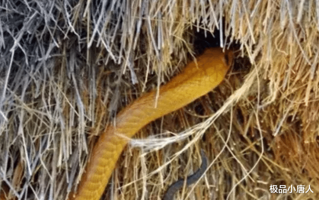 毒蛇▲地球上最大的鸟窝，却没人敢去掏鸟蛋，里面布满了各种毒蛇