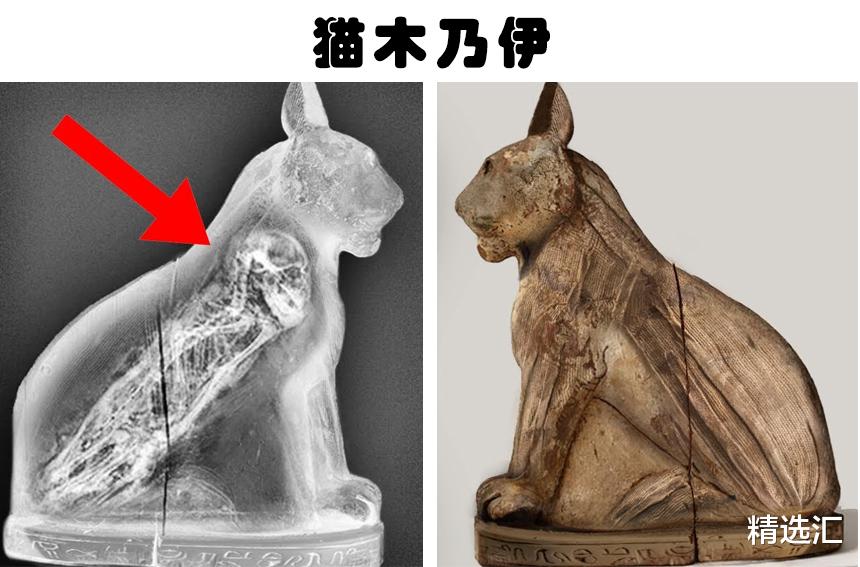 木乃伊|被人类发现的10个最为奇怪的动物木乃伊