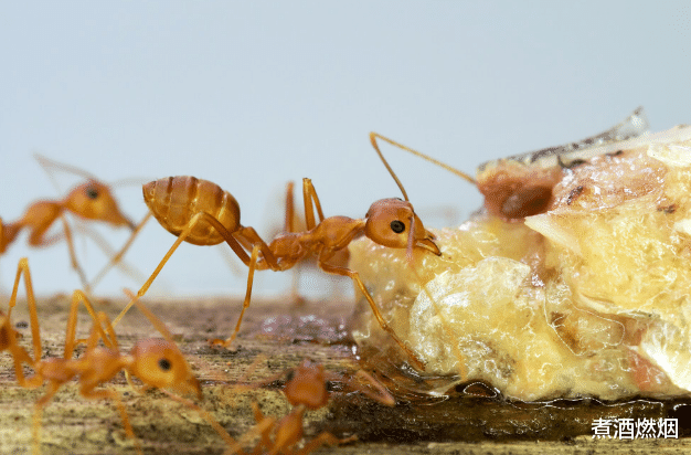 如果蚂蚁突然灭绝，地球会怎样？原来蚂蚁为我们做了那么多