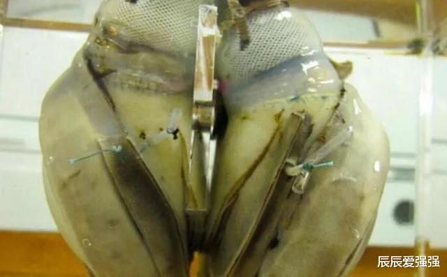 『南极』5万年前的女性遗体中有人造心脏，史前文明到底发展到什么程度？