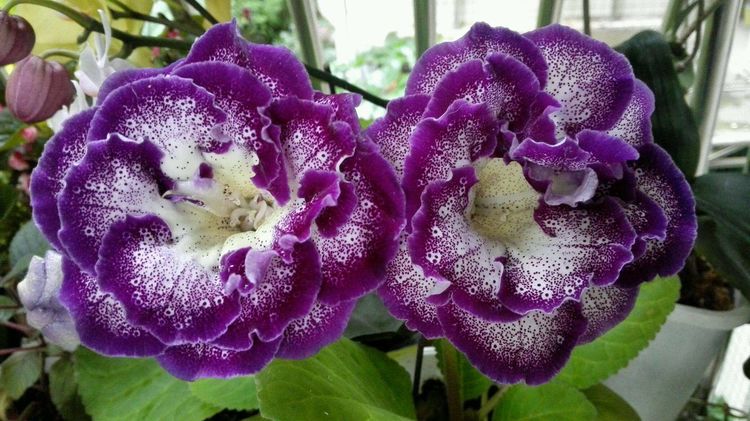 「生肖」年龄越大，越有“女人味”的三个生肖女，她们的魅力让男人折服