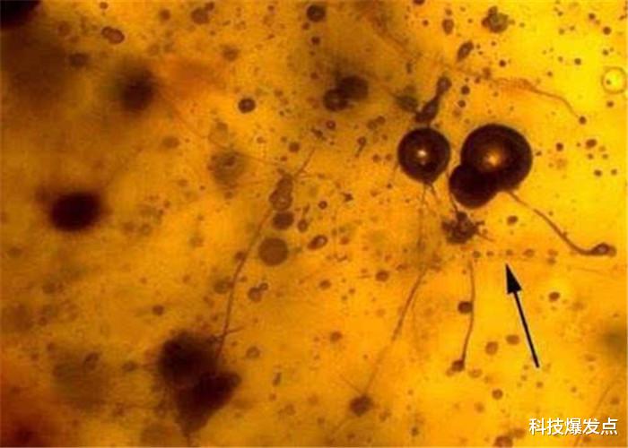 科学家■21亿年前，如果这种生物没有灭绝，人类发展可能会提前15亿年！