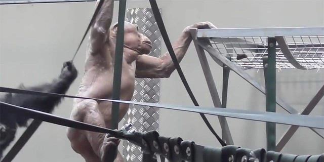 大猩猩|让人“害羞”的猩猩，全身没有毛发，游客都不好意思看