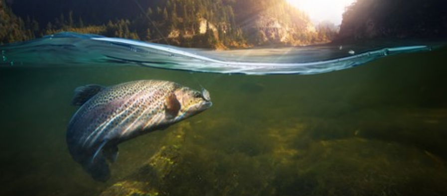 钓鱼技巧|钓鱼技巧，鳟鱼最佳作钓时间，湖泊水库中鱼不断
