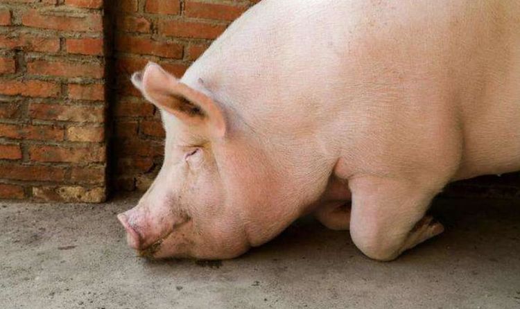 『』日本饲养17头“半人半猪”的生物,体内却有着人类的器官,看完才知道用心良苦