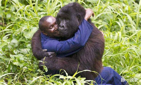 黑猩猩|人类为什么会得艾滋病？你看100年以前人类对黑猩猩做了什么？
