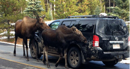 驼鹿|大兴安岭发现大型野兽,体重1吨比犀牛还高,唯一的天敌就是狼群