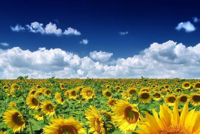 生肖|好运相伴，事业大红大紫，财运上升，生活大放异彩的三个生肖