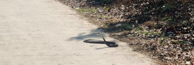 |反常升温，广东钓鱼人外出钓鱼遭遇“夺命蛇”拦路，这不冬眠了？