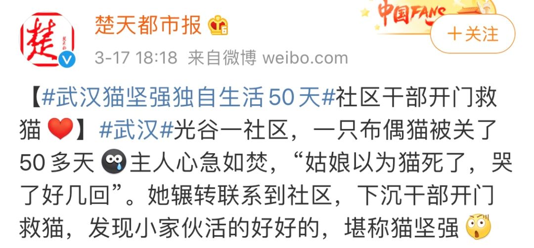「武汉」强大！武汉一只猫在家独自生活40余天，还生了4只小猫...