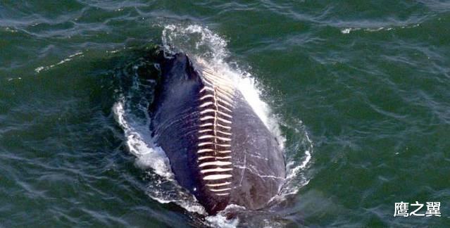 海洋生物|航母的螺旋桨有多可怕?看看这些鲨鱼的伤口,真是于心不忍