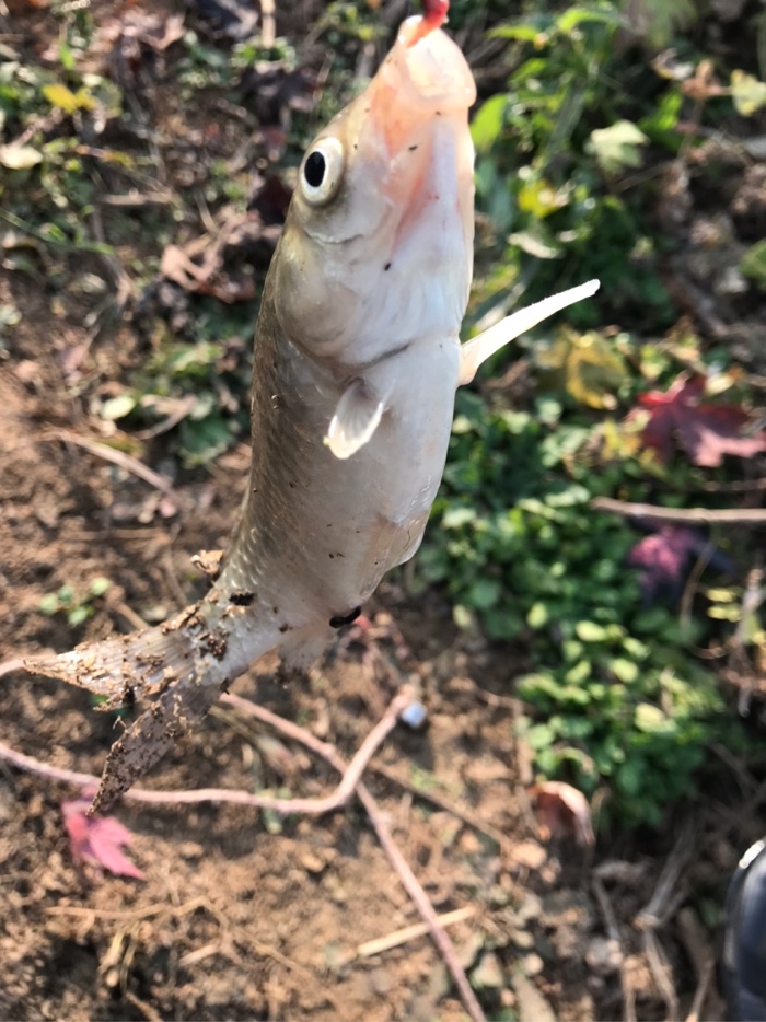 鳄鱼|今天钓了7条鲫