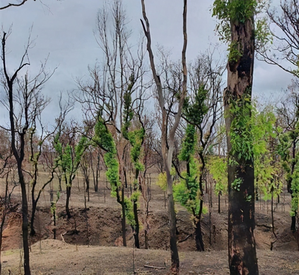 桉树|澳洲灭火后植被复苏,本来是好事,为啥科学家看了却直呼不妙?