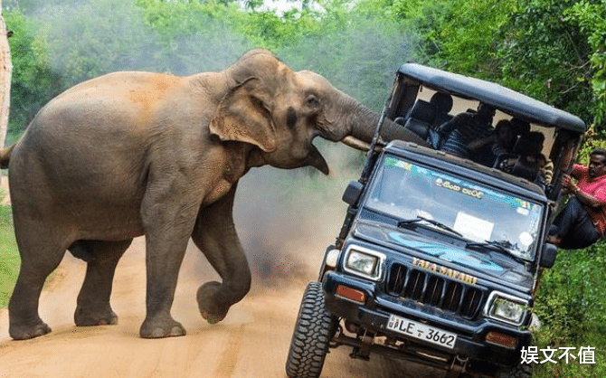 大象|大象是陆地上体型最大的动物，战斗力有多恐怖呢？